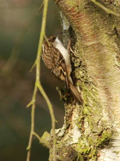 Treecreeper
