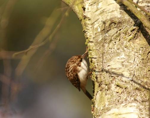 Treecreeper
