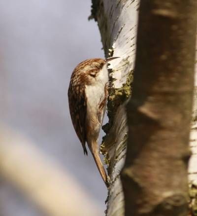 Treecreeper