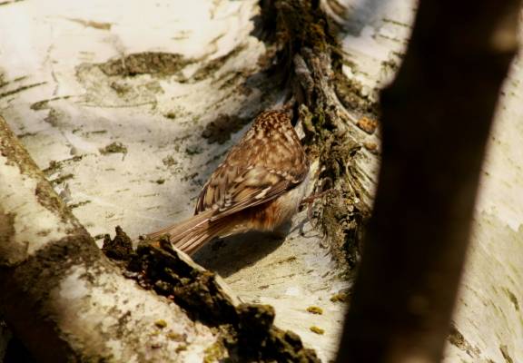 Treecreeper