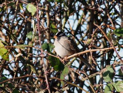 White-crowned Sparrow