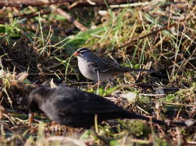 White-crowned Sparrow