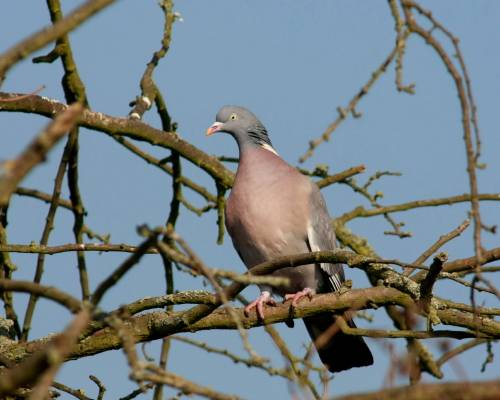 Wood Pigeon