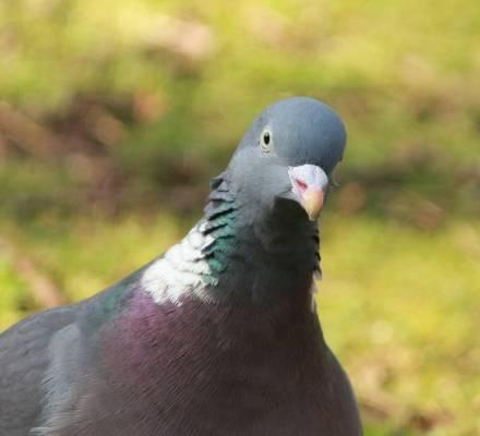 Wood Pigeon