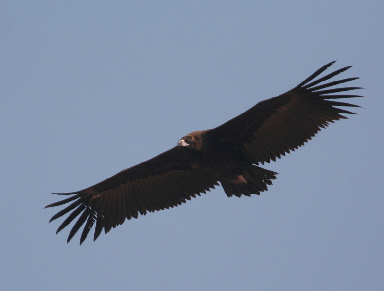 Cinereous or Black Vulture...........Aegypius monachus