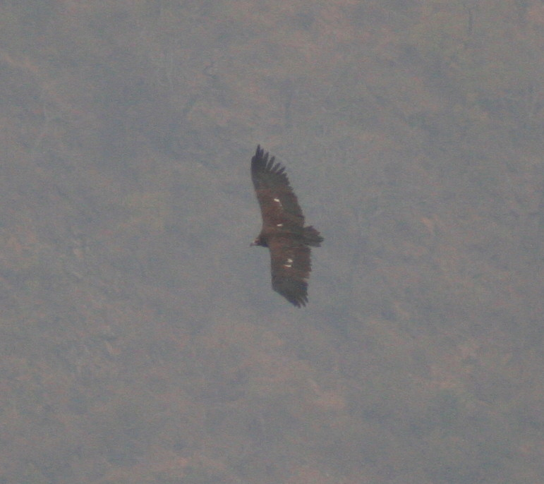 Cinereous or Black Vulture...........Aegypius monachus