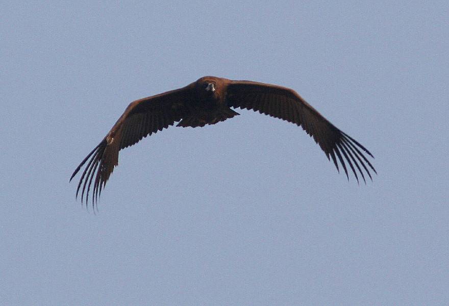 Cinereous or Black Vulture...........Aegypius monachus