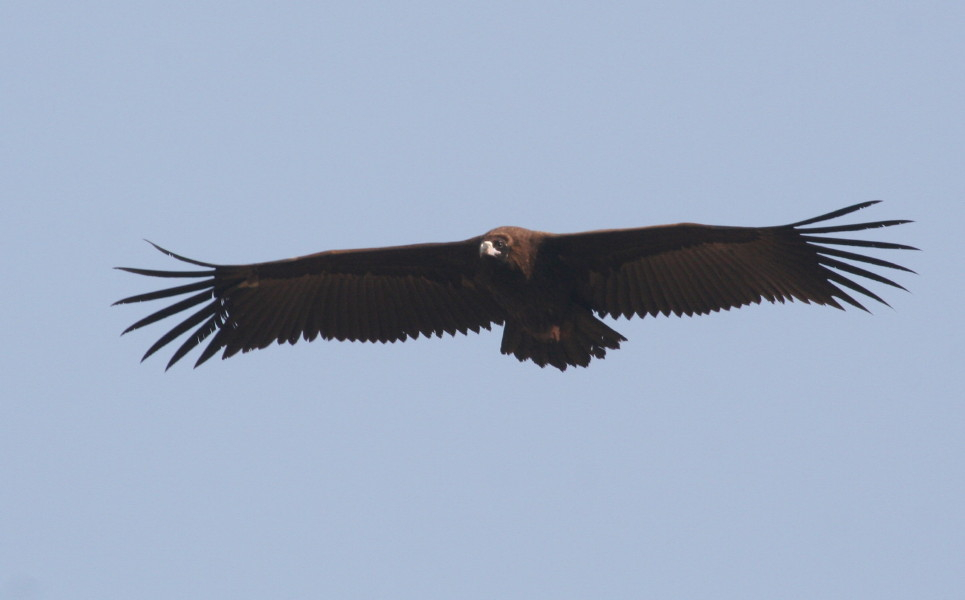 Cinereous or Black Vulture...........Aegypius monachus