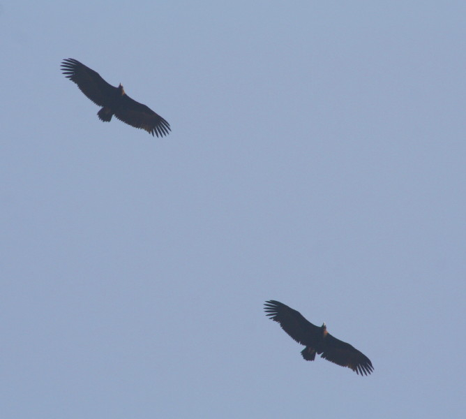 Cinereous or Black Vulture...........Aegypius monachus