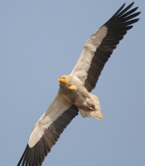 Egyptian Vulture.......Neophron percopterus