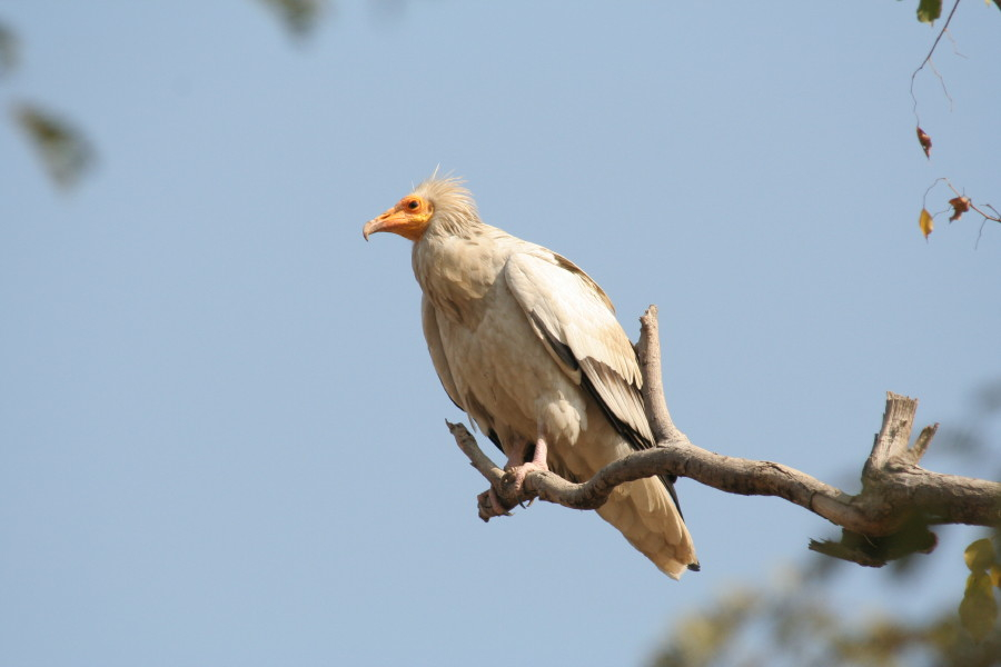 Egyptian Vulture......Neophron percopterus
