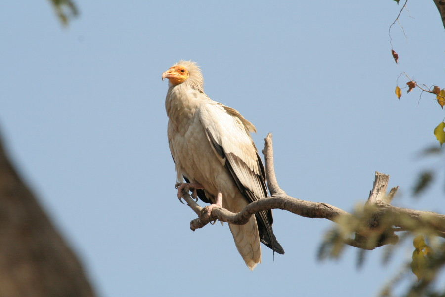 Egyptian Vulture.....Neophron percopterus