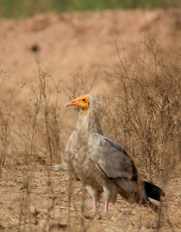 Egyptian Vulture.....Neophron percopterus