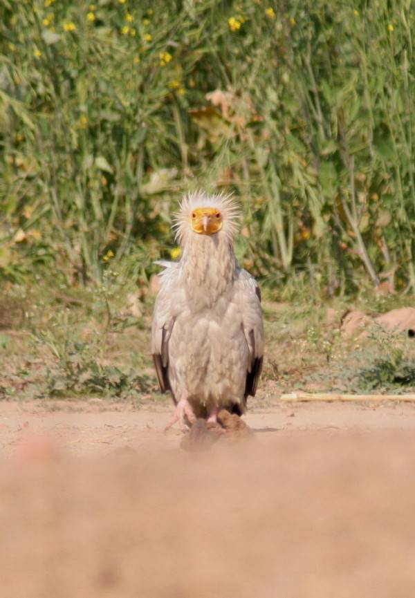 Egyptian Vulture....Neophron percopterus