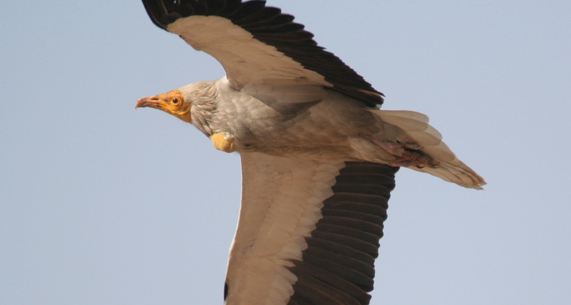 Egyptian Vulture.....Neophron percopterus