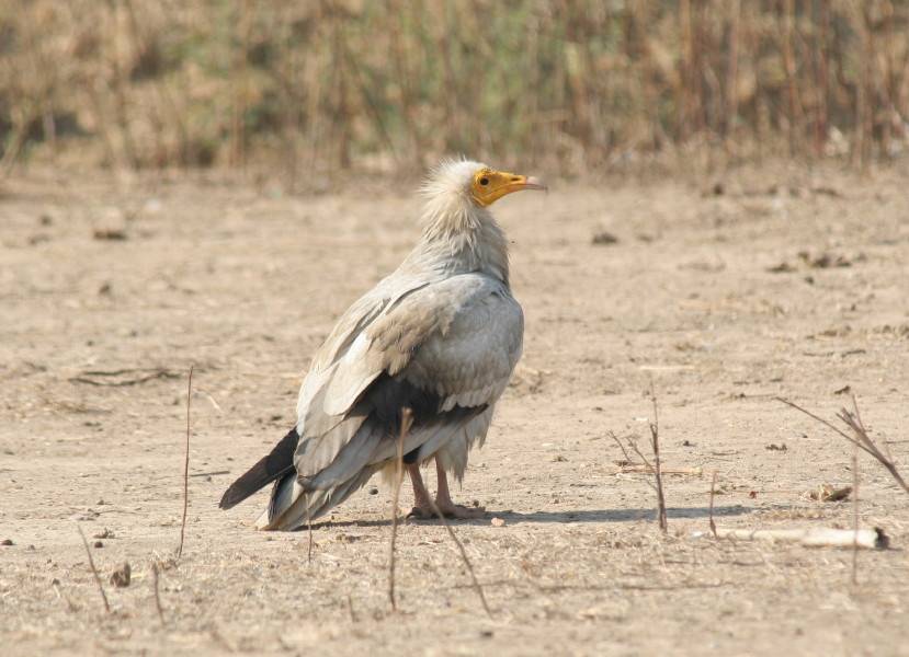 Egyptian Vulture.... Neophron percopterus
