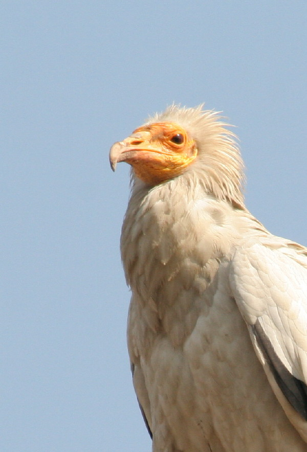 Egyptian Vulture.....Neophron percopterus