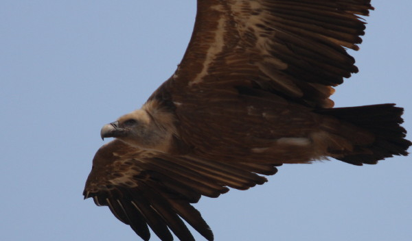 Griffon Vulture.....Gyps fulvus