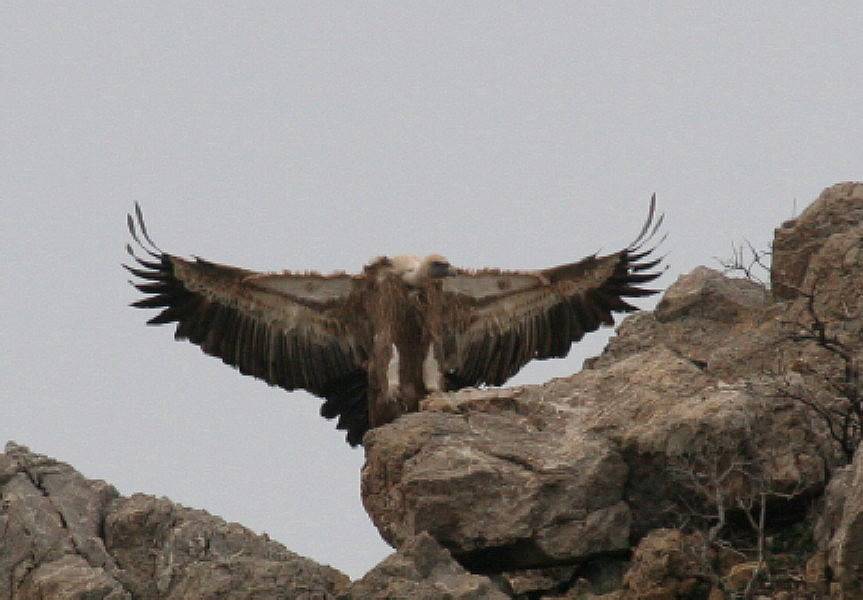 Griffon Vulture ....Gyps fulvus