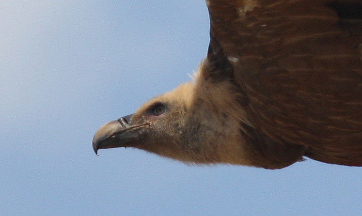 Griffon Vulture.......Gyps fulvus