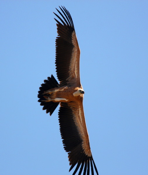 Griffon Vulture.....Gyps fulvus