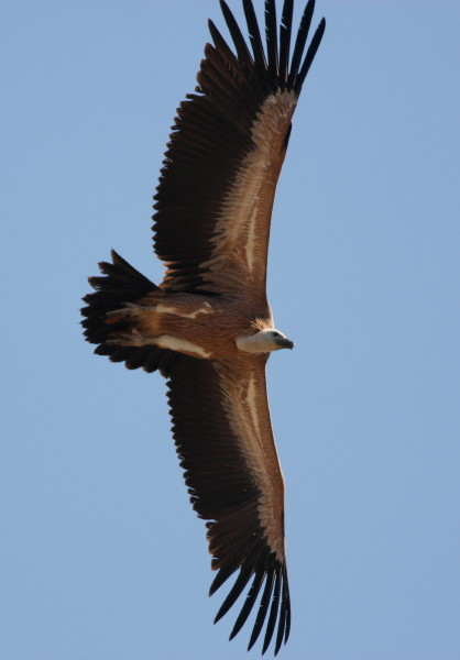 Griffon Vulture.....Gyps fulvus