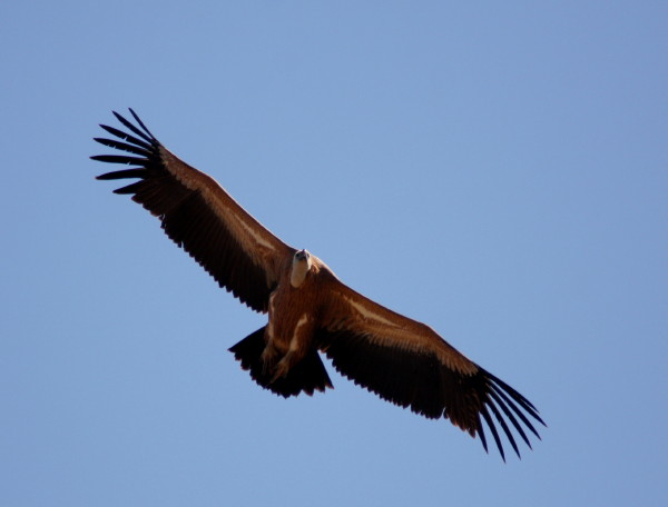 Griffon Vulture.....Gyps fulvus