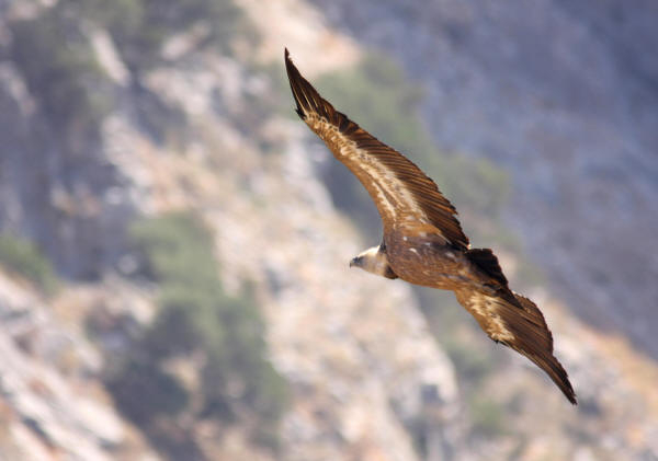 Griffon Vulture.....Gyps fulvus