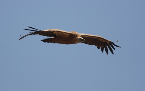 Griffon Vulture.....Gyps fulvus