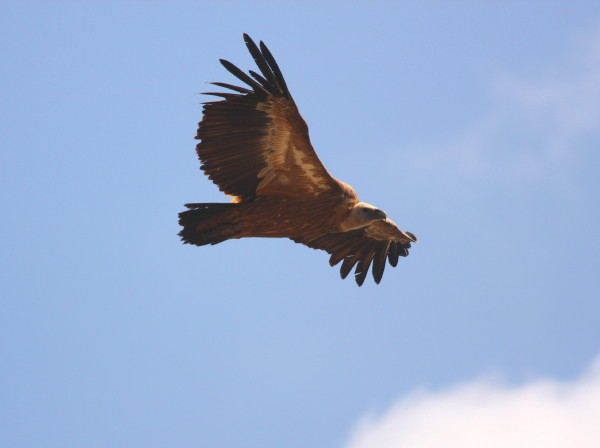 Griffon Vulture.....Gyps fulvus