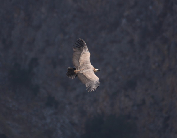 Griffon Vulture.....Gyps fulvus