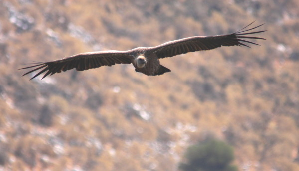 Griffon Vulture.....Gyps fulvus