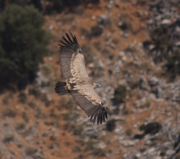 Griffon Vulture.....Gyps fulvus