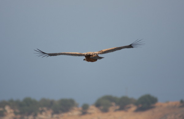 Griffon Vulture.....Gyps fulvus