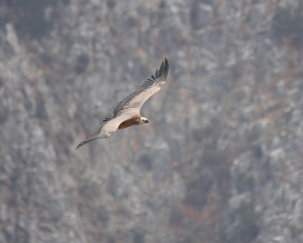 Griffon Vulture.....Gyps fulvus