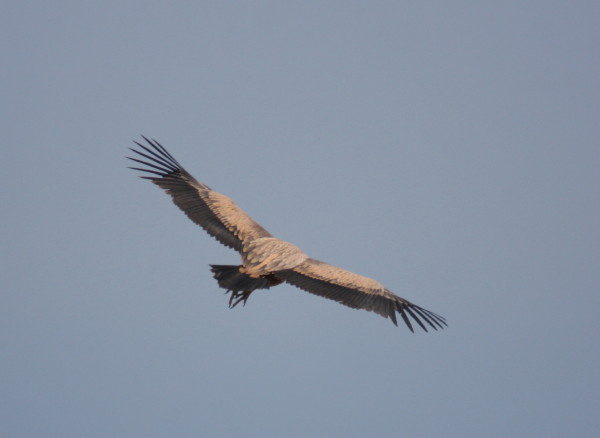 Griffon Vulture.....Gyps fulvus