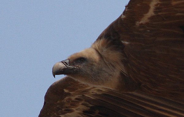 Griffon Vulture.....Gyps fulvus