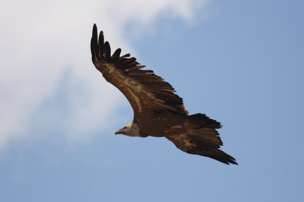 Griffon Vulture.....Gyps fulvus