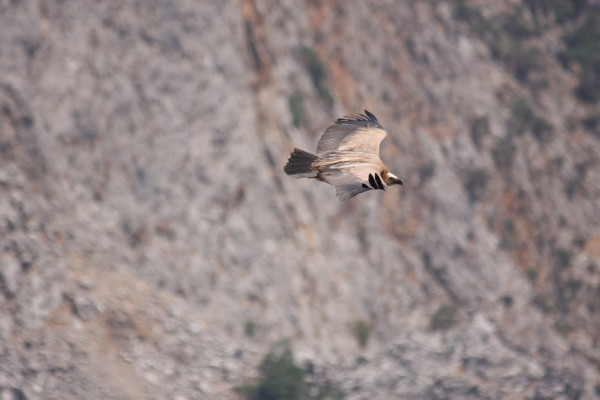 Griffon Vulture.....Gyps fulvus