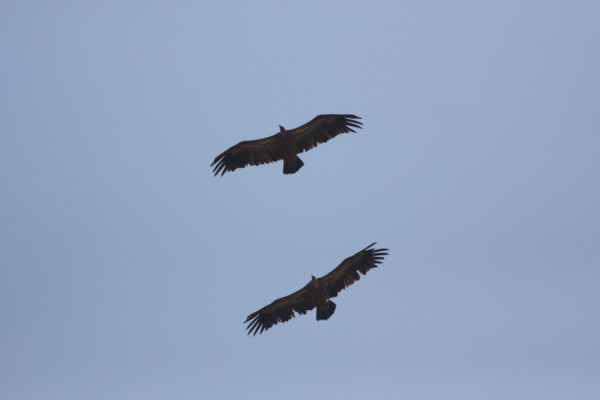 Griffon Vulture.....Gyps fulvus
