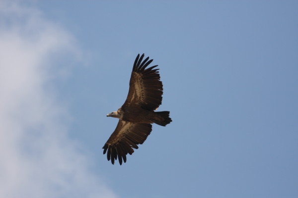 Griffon Vulture.....Gyps fulvus
