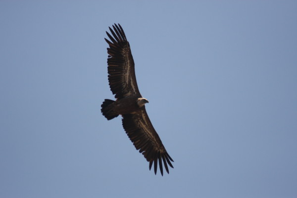 Griffon Vulture.....Gyps fulvus