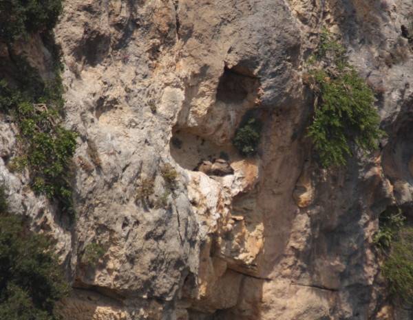 Griffon Vulture.....Gyps fulvus