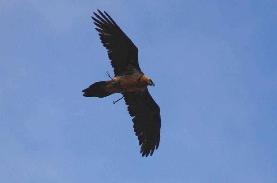 Lammergeier.....Gypaetus barbatus
