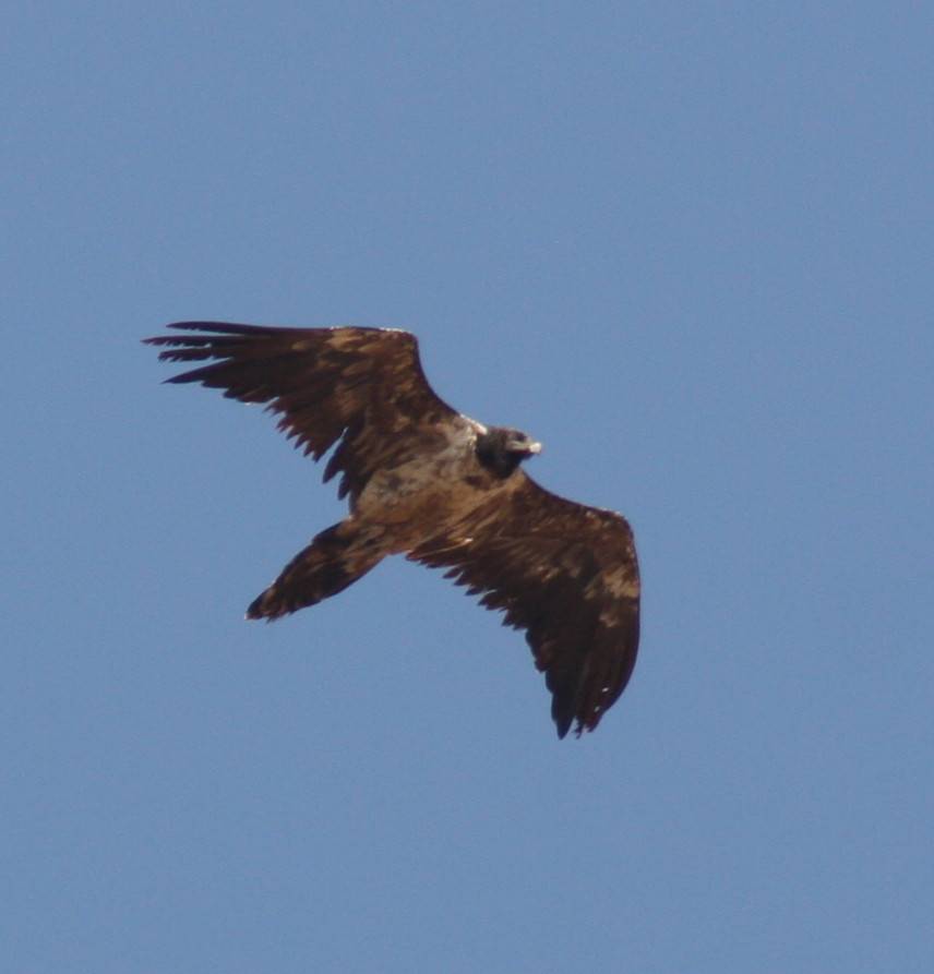 Lammergeier.....Gypaetus barbatus