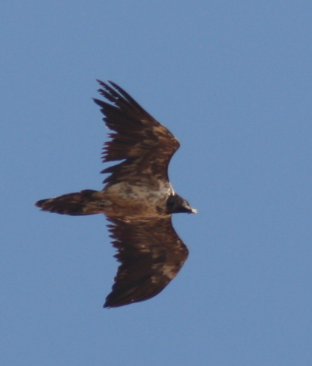 Lammergeier.....Gypaetus barbatus