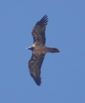 Lammergeier.....Gypaetus barbatus