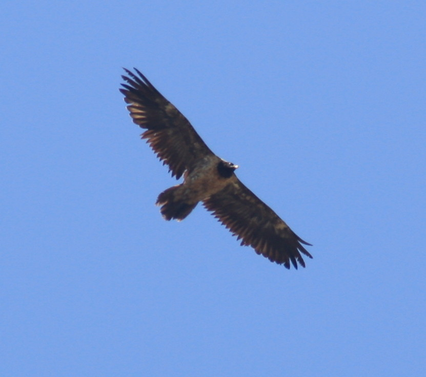 Lammergeier.....Gypaetus barbatus