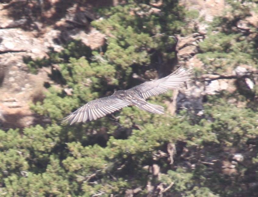 Lammergeier.....Gypaetus barbatus