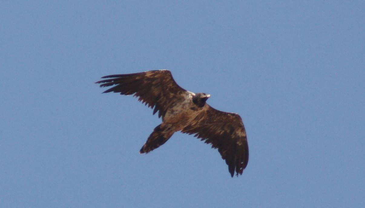 Lammergeier.....Gypaetus barbatus